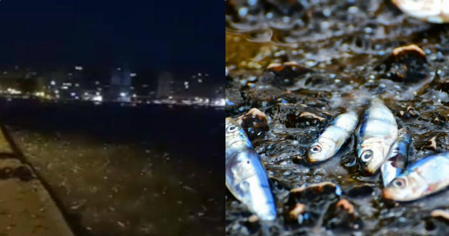 Θεσσαλονίκη ψάρια: Τα ψάρια πετάχτηκαν στη στεριά στ Θεσσαλονίκη – Απίστευτες εικόνες