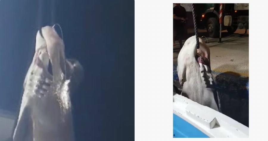 Καρχαρίας Άγιο Όρος: Αλίευσαν καρχαρία 6 μέτρων – Απίστευτο βίντεο