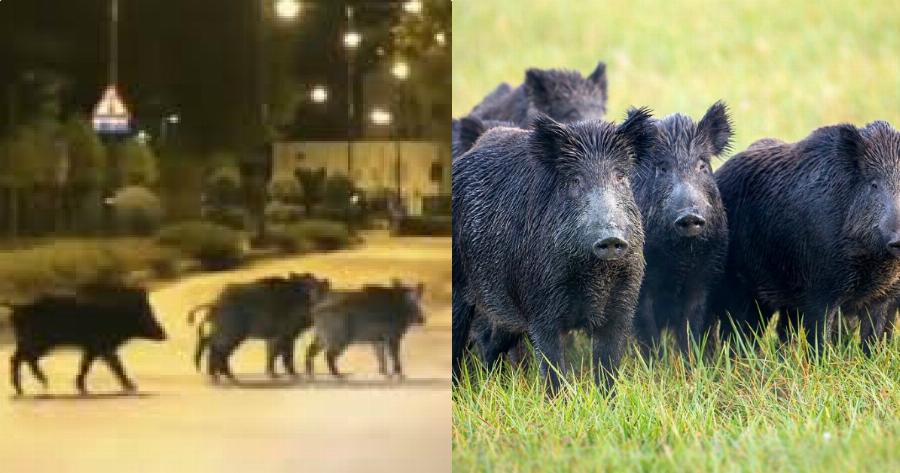 Λαμία αγριογούρουνα: Αγριογούρουνα κάνουν ελεύθερα τη βόλτα τους μέσα στη Λαμία – Απίστευτο βίντεο