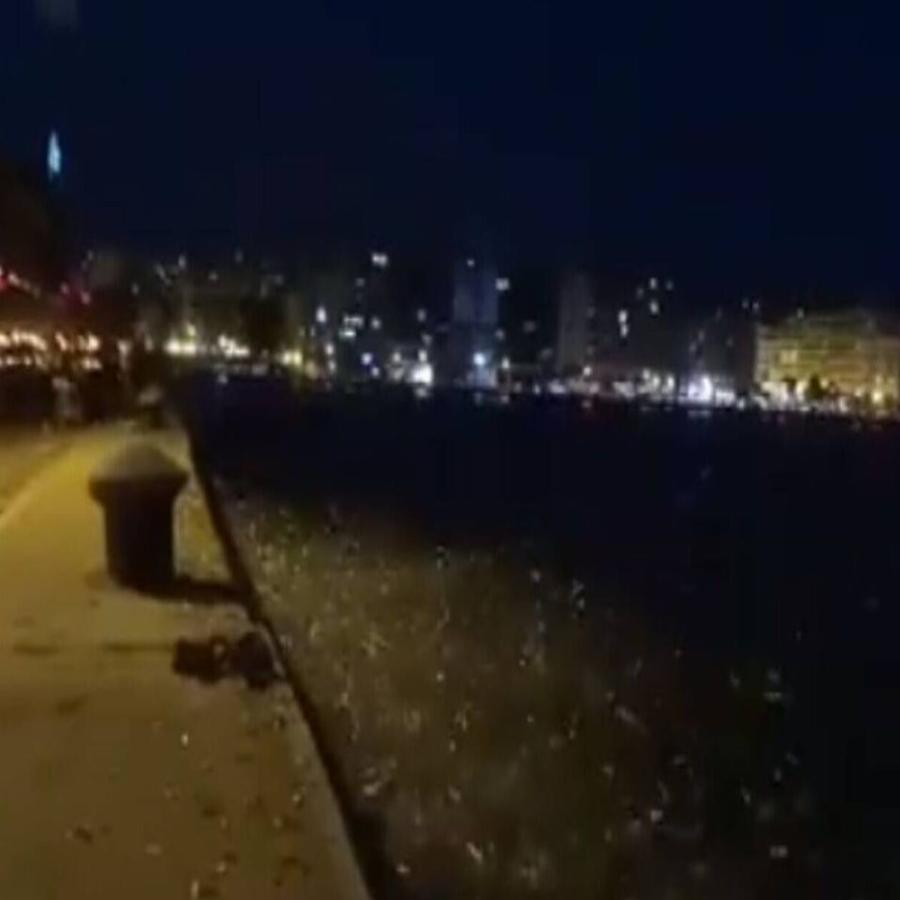 Θεσσαλονίκη ψάρια: Τα ψάρια πετάχτηκαν στη στεριά στ Θεσσαλονίκη – Απίστευτες εικόνες