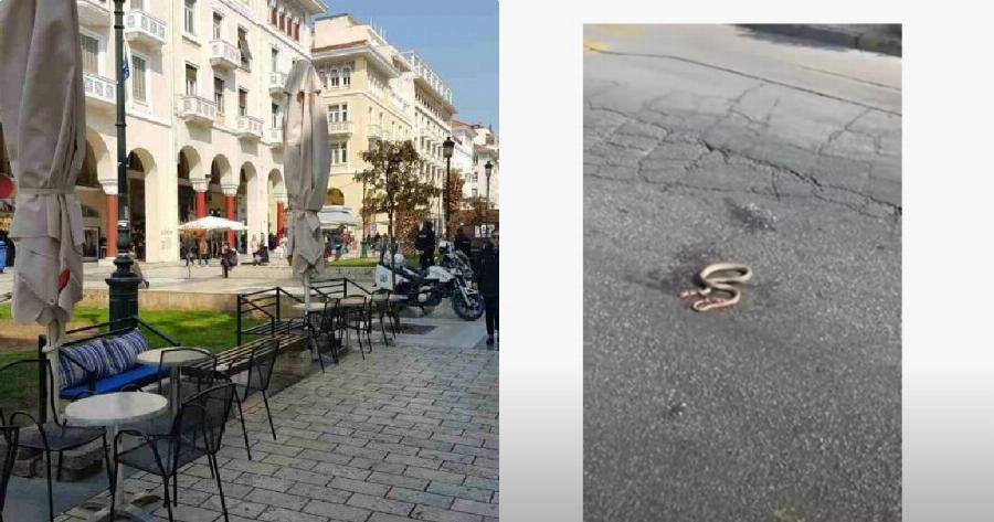 Θεσσαλονίκη φίδι: Έκοβε ανενόχλητο βόλτες στο κέντρο της πόλης – Το κατέγραψαν σε βίντεο