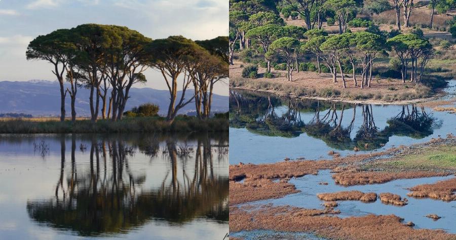 Στο μεγαλύτερο παραθαλάσσιο δάσος της Ελλάδας, πας με αυτοκίνητο και νικαέι σε ομορφιά και τον Αμαζόνιο
