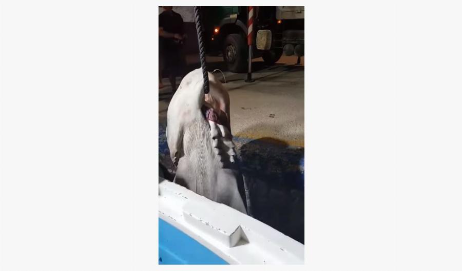 Καρχαρίας Άγιο Όρος: Αλίευσαν καρχαρία 6 μέτρων – Απίστευτο βίντεο