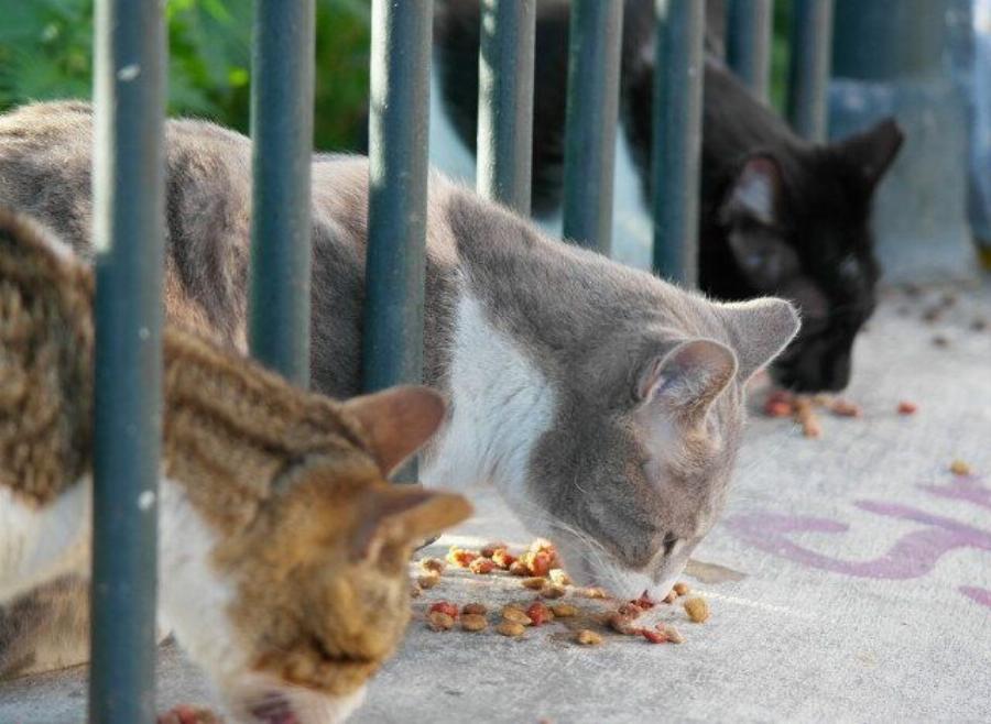 Αιγάλεω: Σοκ στην περιοχή αφού άγνωστοι δηλητηρίασαν μαζικά γάτες