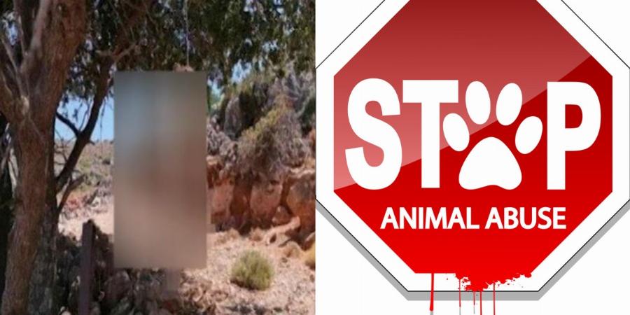 Κρήτη φρίκη: Κρεμάσανε ζώο και το εγκατέλειψαν να λιώσει πάνω σε δέντρο