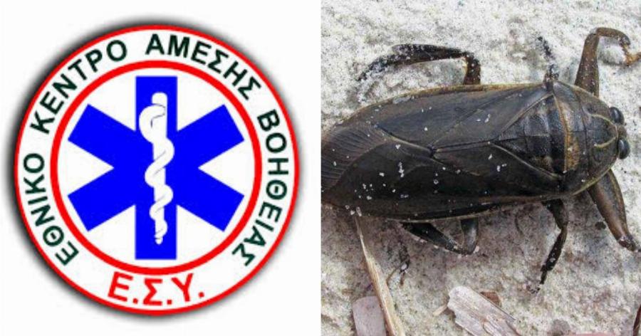 Ελλάδα δηλητηριώδες σκαθάρι: Συναγερμός έχει σημάνει μετά την εμφάνιση του επικίνδυνου εντόμου (video)