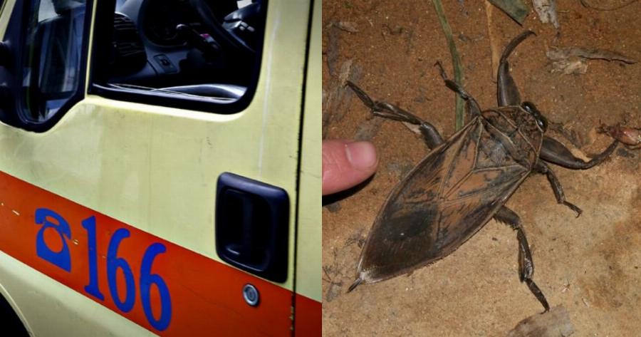 Ελλάδα δηλητηριώδες σκαθάρι: Συναγερμός έχει σημάνει μετά την εμφάνιση του επικίνδυνου εντόμου (video)