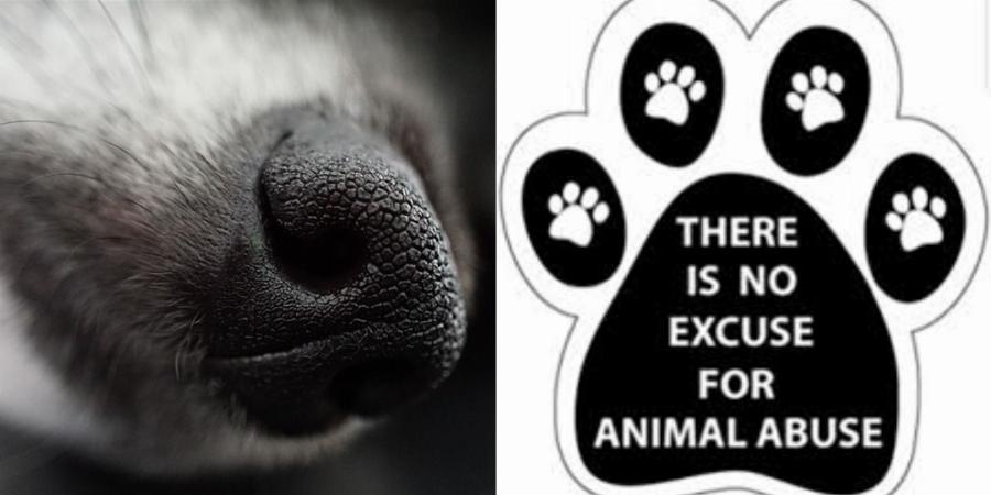 Κρήτη φρίκη: Κρεμάσανε ζώο και το εγκατέλειψαν να λιώσει πάνω σε δέντρο