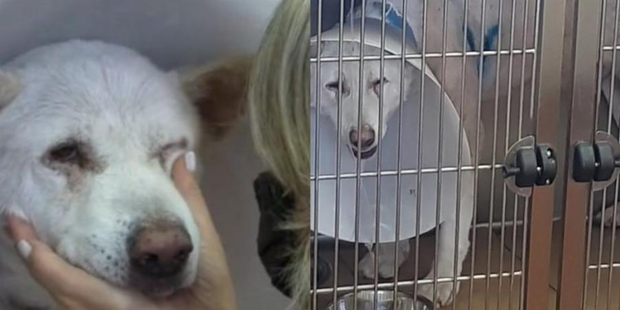 Νίκαια καθηγητής: Προσπαθεί να το παίξει θύμα ο άνθρωπος που κακοποίησε το σκυλί στη Νίκαια