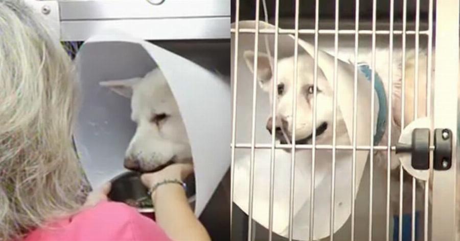 Νίκαια καθηγητής: Προσπαθεί να το παίξει θύμα ο άνθρωπος που κακοποίησε το σκυλί στη Νίκαια