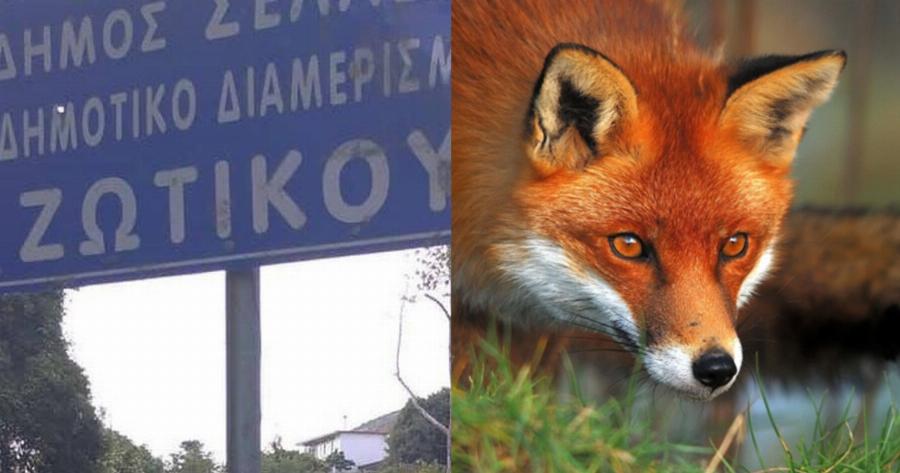 Ιωάννινα φρίκη: Αλεπού βρέθηκε κρεμασμένη σε πινακίδα