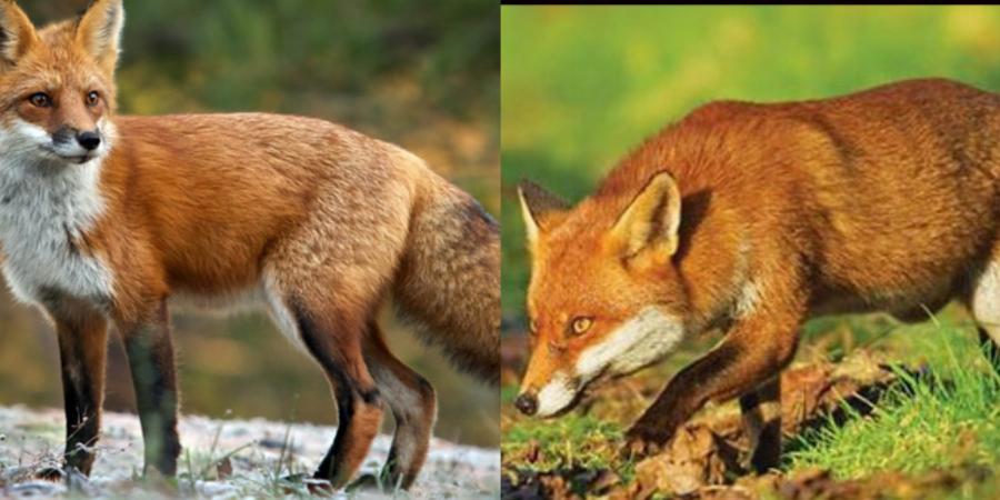 Ιωάννινα φρίκη: Αλεπού βρέθηκε κρεμασμένη σε πινακίδα