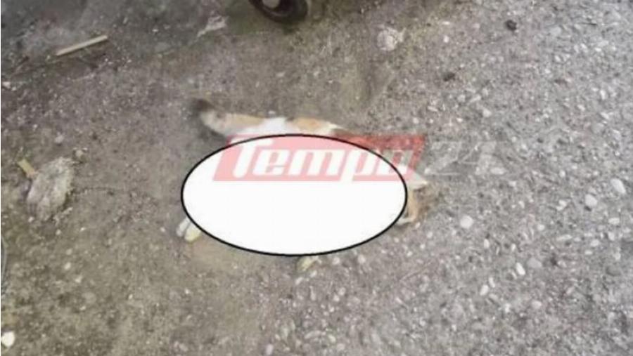 Πάτρα κτηνωδία: Απάνθρωπο άτομο ξεκοίλιασε 8 μικρά γατάκια