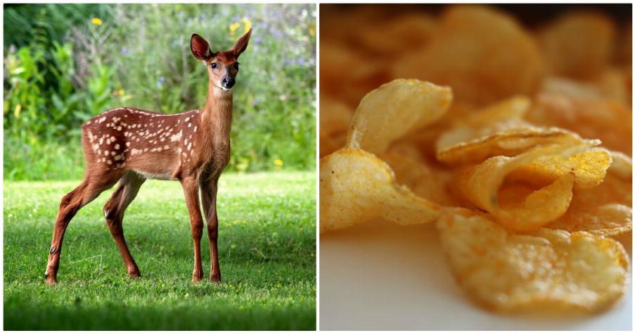 Πάρνηθα ελάφι: Απερίσκεπτοι άνθρωποι τάισαν ελάφι junk food και πέθανε