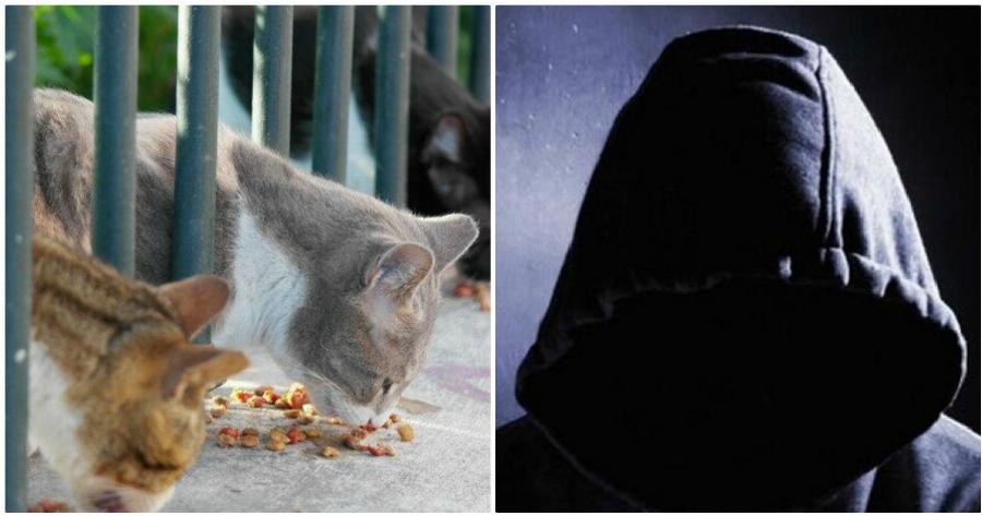 Αιγάλεω: Σοκ στην περιοχή αφού άγνωστοι δηλητηρίασαν μαζικά γάτες