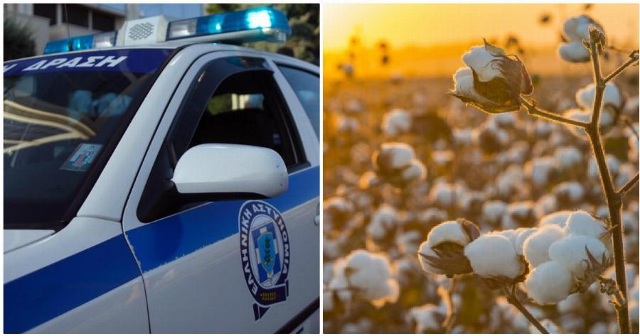 Λιβαδειά τραγωδία: Σοκ με 42χρονο άνδρα που πέθανε ενώ μάζευε βαμβάκι