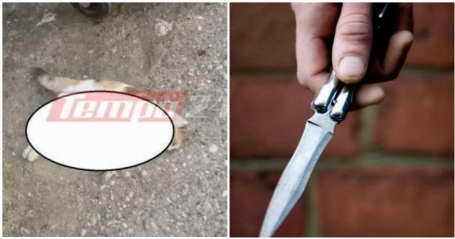 Πάτρα κτηνωδία: Απάνθρωπο άτομο ξεκοίλιασε 8 μικρά γατάκια