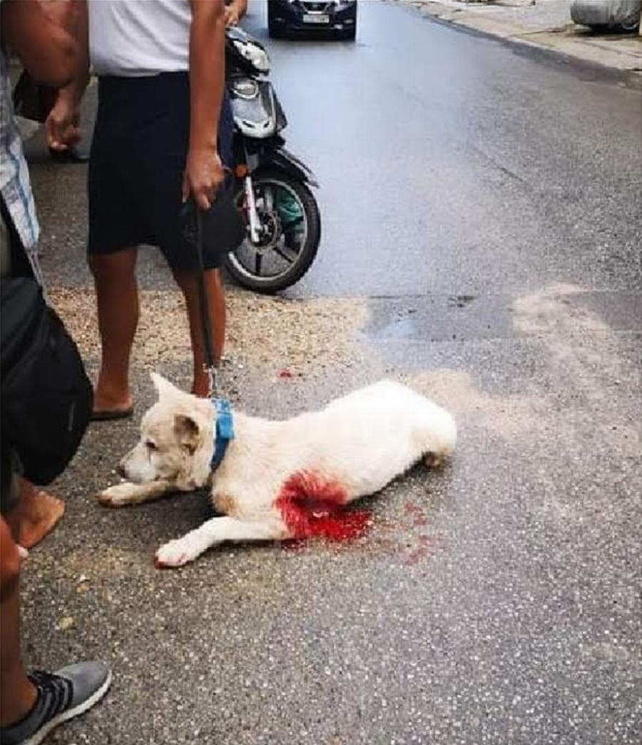 Νίκαια σκυλάκι: Ελάχιστες οι πιθανότητες να ζήσει αφού το μαχαίρωσε καθηγητής