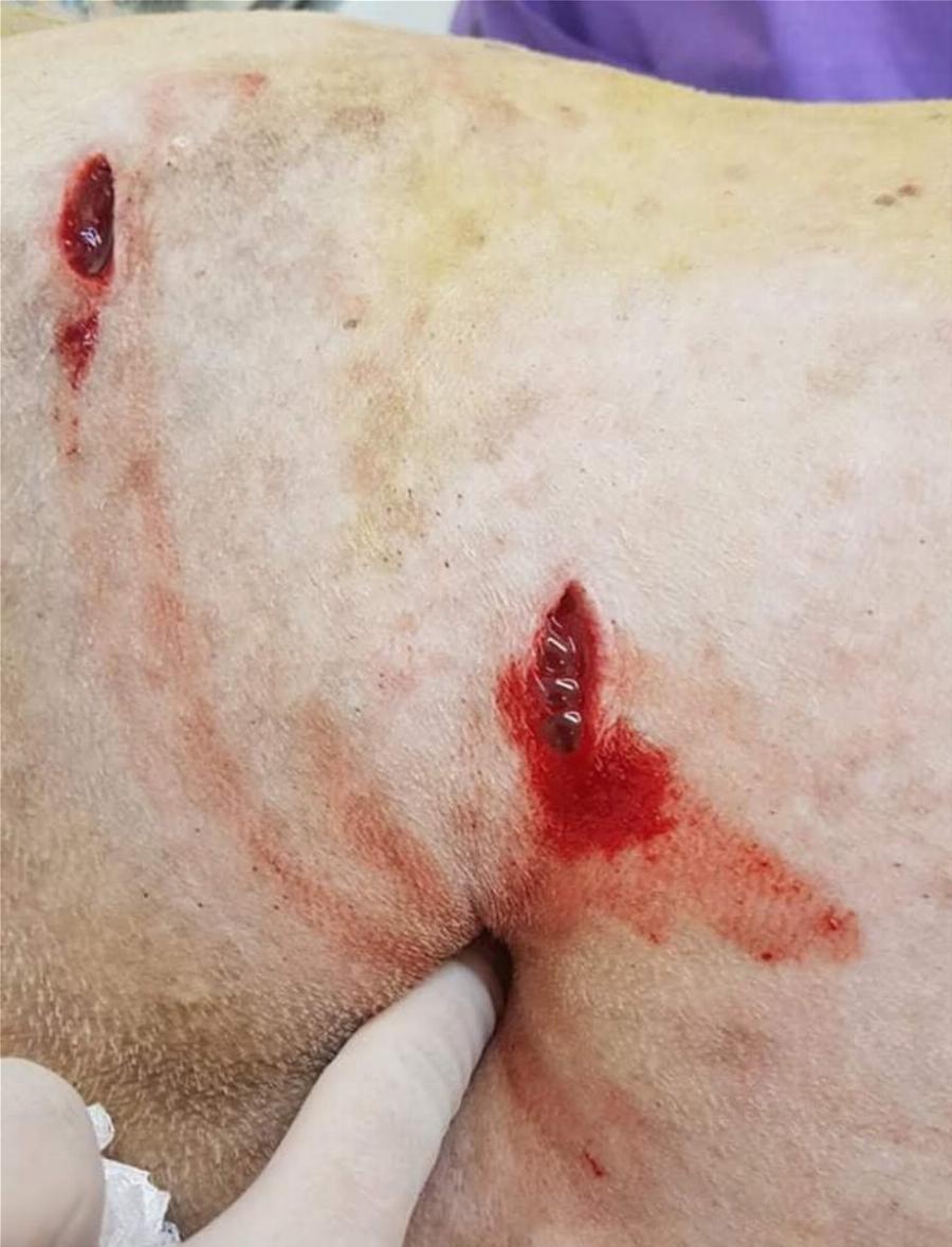 Νίκαια σκυλάκι: Ελάχιστες οι πιθανότητες να ζήσει αφού το μαχαίρωσε καθηγητής