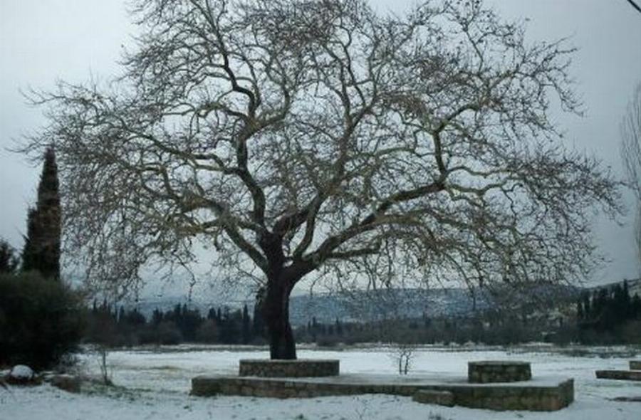 Κολοπετινίτσα: Ποιό είναι τελικά το διάσημο χωριό που εκτρέφονταν δυνατά κοκκόρια και γινόνταν κοκορομαχίες