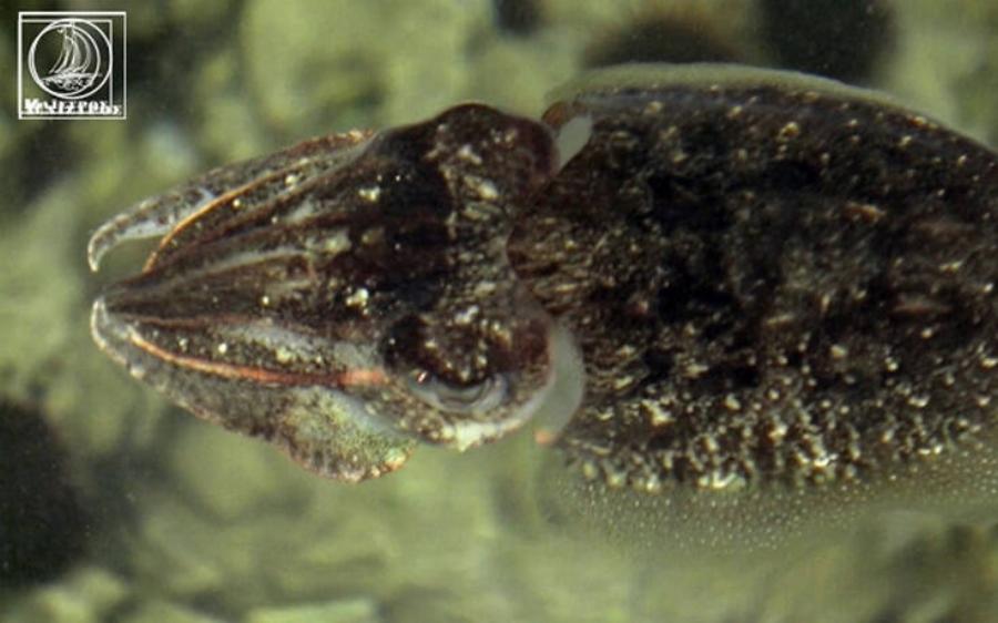 Αμφιλοχία: Γλώσσες, γαρίδες, σαλάχια και τσιπούρες βγήκαν στα ρηχά – Δείτε φωτογραφίες