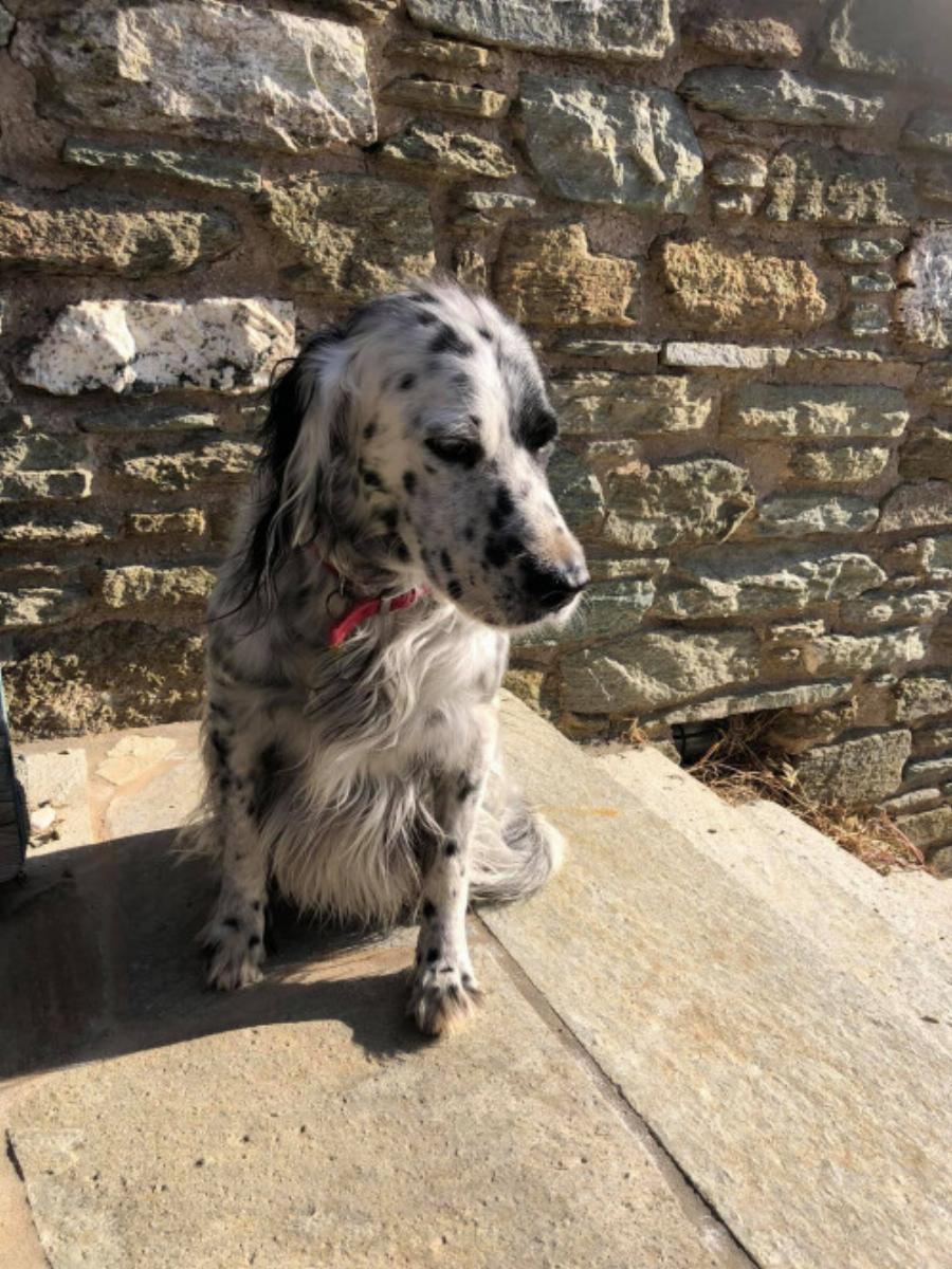 Έκκληση στην Τήνο: Χάθηκε σκύλος συντροφιάς στο νησί – Πώς μπορείτε να βοηθήσετε