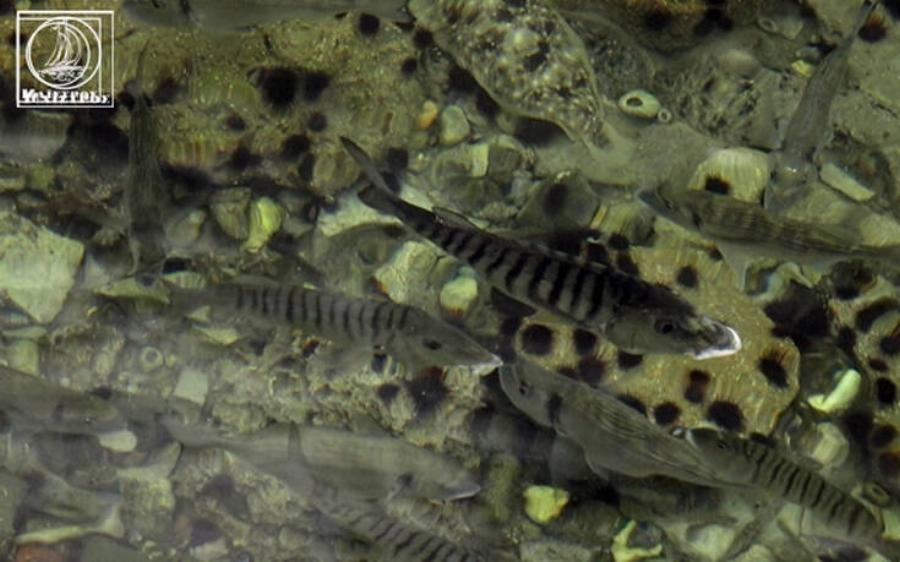 Αμφιλοχία: Γλώσσες, γαρίδες, σαλάχια και τσιπούρες βγήκαν στα ρηχά – Δείτε φωτογραφίες