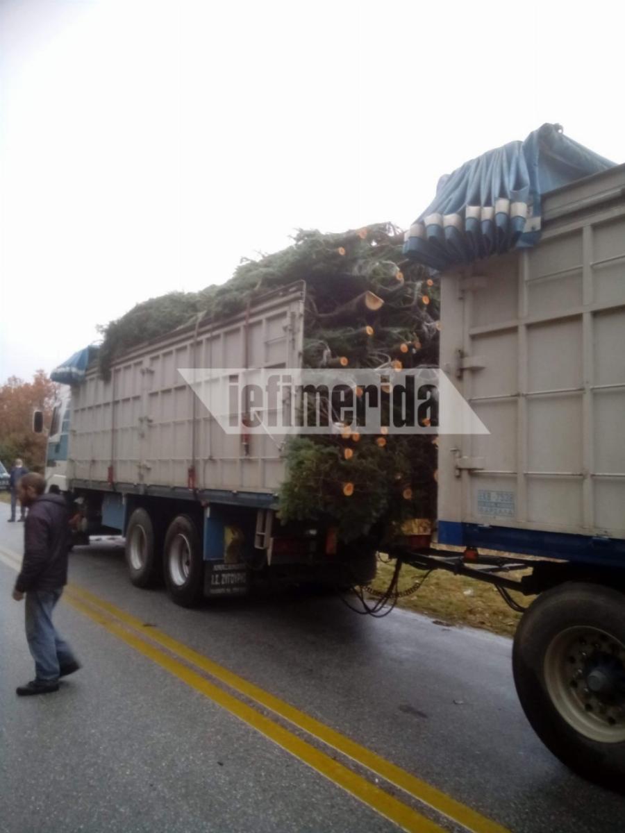 Χριστούγεννα Αθήνα: Κατέφθασαν στην πόλη τα πρώτα έλατα – Γίνονται παραδόσεις κατ’ οίκον