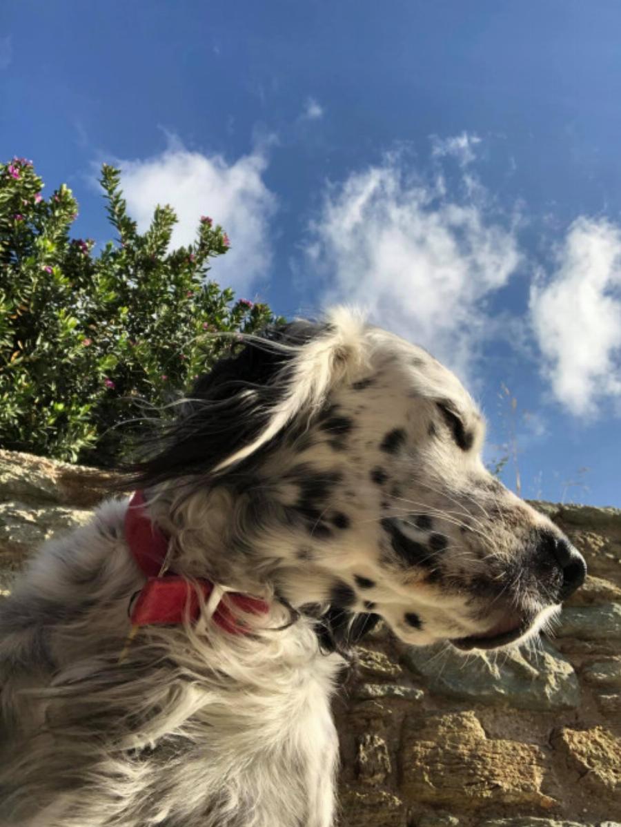 Έκκληση στην Τήνο: Χάθηκε σκύλος συντροφιάς στο νησί – Πώς μπορείτε να βοηθήσετε