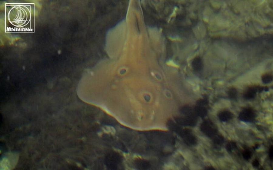 Αμφιλοχία: Γλώσσες, γαρίδες, σαλάχια και τσιπούρες βγήκαν στα ρηχά – Δείτε φωτογραφίες