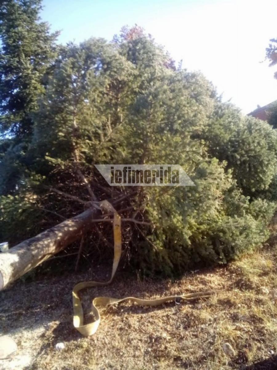 Χριστούγεννα Αθήνα: Κατέφθασαν στην πόλη τα πρώτα έλατα – Γίνονται παραδόσεις κατ’ οίκον