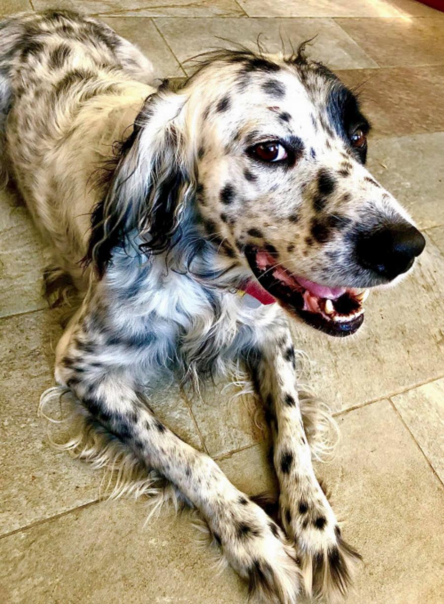 Έκκληση στην Τήνο: Χάθηκε σκύλος συντροφιάς στο νησί – Πώς μπορείτε να βοηθήσετε