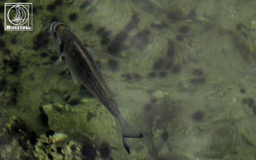 Αμφιλοχία: Γλώσσες, γαρίδες, σαλάχια και τσιπούρες βγήκαν στα ρηχά – Δείτε φωτογραφίες