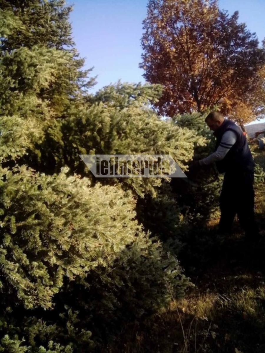 Χριστούγεννα Αθήνα: Κατέφθασαν στην πόλη τα πρώτα έλατα – Γίνονται παραδόσεις κατ’ οίκον