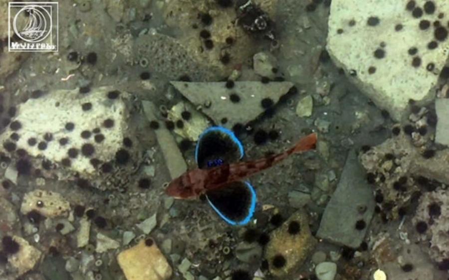 Αμφιλοχία: Γλώσσες, γαρίδες, σαλάχια και τσιπούρες βγήκαν στα ρηχά – Δείτε φωτογραφίες