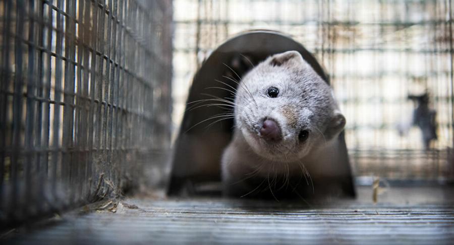 Κορονοϊός Πυλαία: Αρνητικά και τα 1.300 μινκ στην Πυλαία-Χορτιάτη – Γλίτωσαν το θάνατο