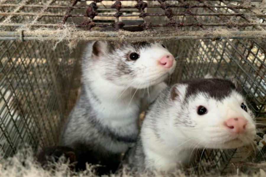 Κοζάνη κορονοϊός: Θανατώθηκαν περισσότερα από 1.800 μινκ στην περιοχή του Βοΐου