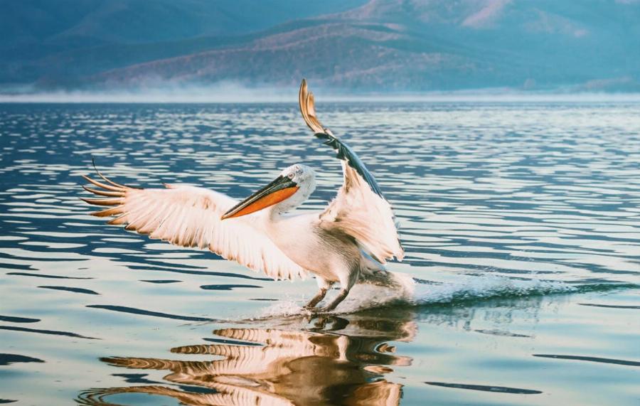 Λίμνη Κερκίνη: Κατέφθασαν στη λίμνη οι νανόκυκνοι – Θα μείνουν μέχρι αρχές Φεβρουαρίου