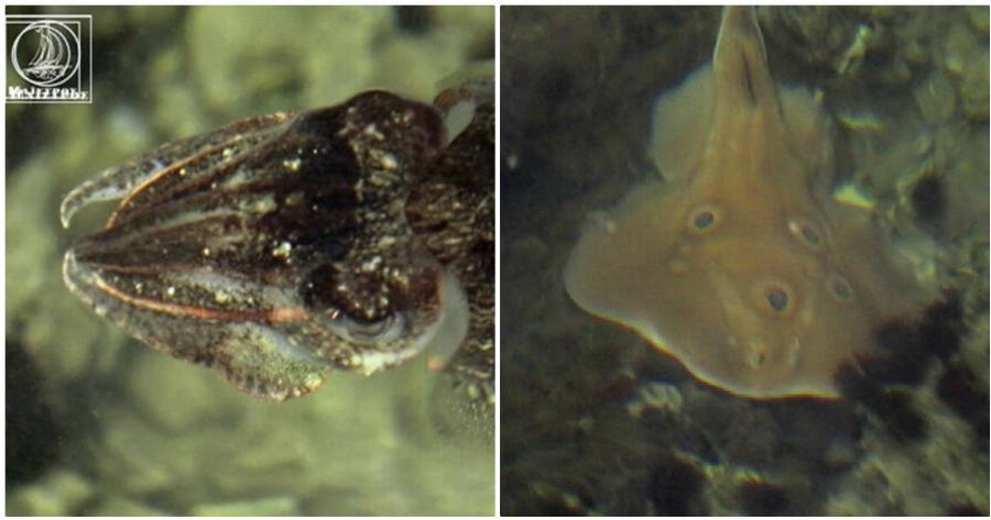 Αμφιλοχία: Γλώσσες, γαρίδες, σαλάχια και τσιπούρες βγήκαν στα ρηχά – Δείτε φωτογραφίες