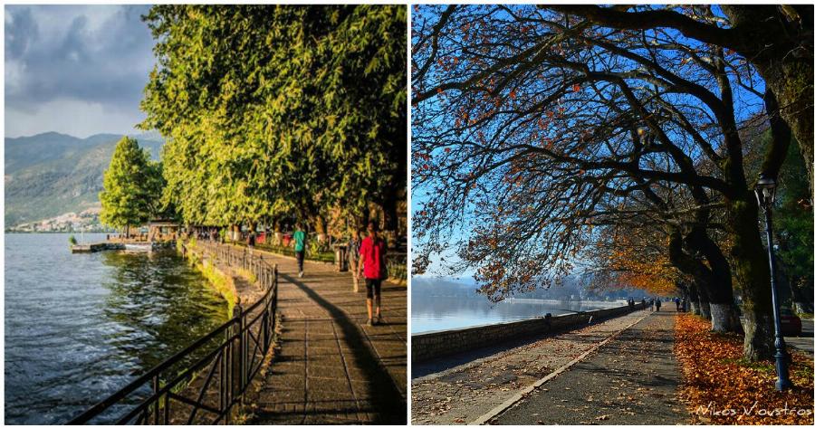Ιωάννινα: Κόβουν τα αιωνόβια πλατάνια δίπλα από τη λίμνη γιατί προσβλήθηκαν από επικίνδυνο μύκητα
