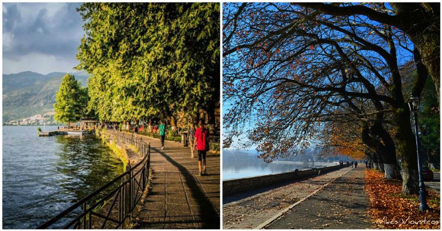 Ιωάννινα: Κόβουν τα αιωνόβια πλατάνια δίπλα από τη λίμνη γιατί προσβλήθηκαν από επικίνδυνο μύκητα