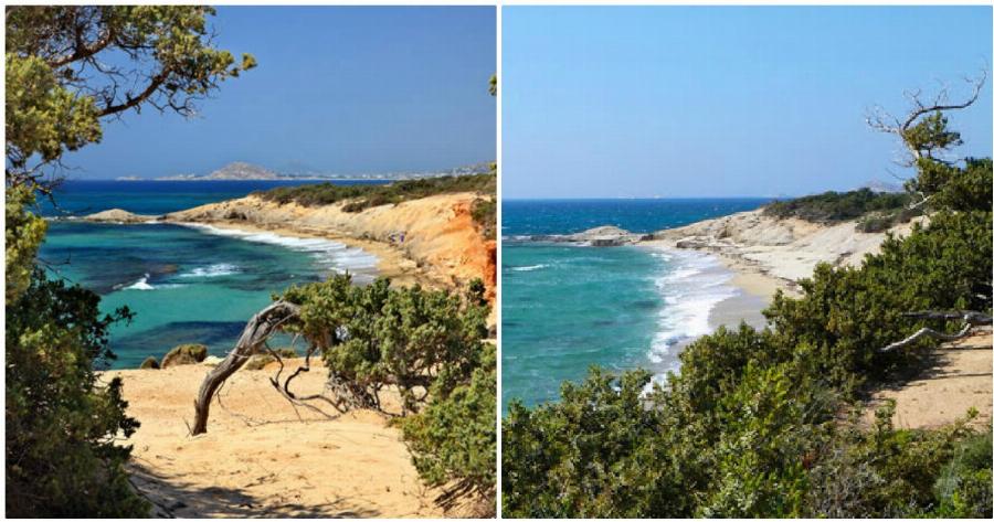 Καταστροφή στη Νάξο: Το κεδρόδασος έχει προσβληθεί από σπάνιο είδος μύκητα