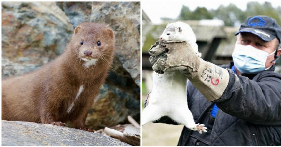 Κορονοϊός Κοζάνη: Θετικά όλα τα βιζόν στην Κοζάνη – Πιθανό να θανατωθούν