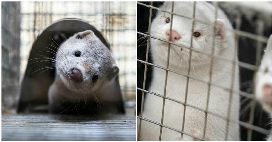 Κορονοϊός Πυλαία: Αρνητικά και τα 1.300 μινκ στην Πυλαία-Χορτιάτη – Γλίτωσαν το θάνατο