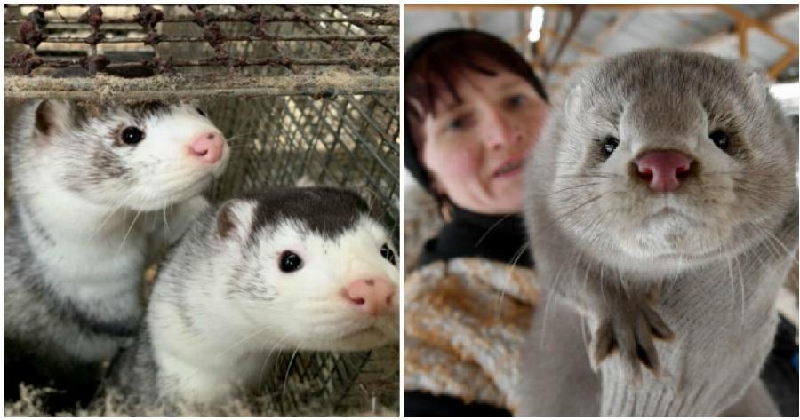 Κοζάνη κορονοϊός: Θανατώθηκαν περισσότερα από 1.800 μινκ στην περιοχή του Βοΐου