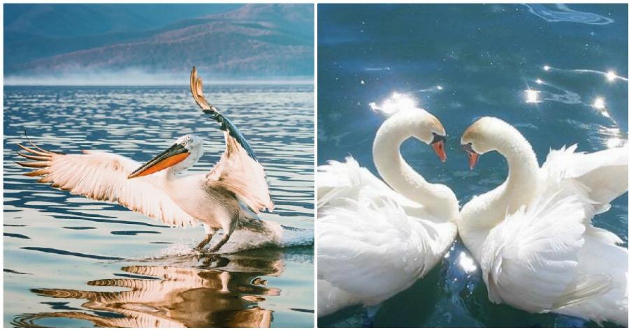 Λίμνη Κερκίνη: Κατέφθασαν στη λίμνη οι νανόκυκνοι – Θα μείνουν μέχρι αρχές Φεβρουαρίου