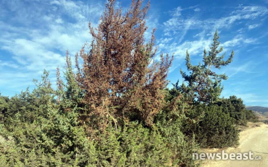 Καταστροφή στη Νάξο: Το κεδρόδασος έχει προσβληθεί από σπάνιο είδος μύκητα