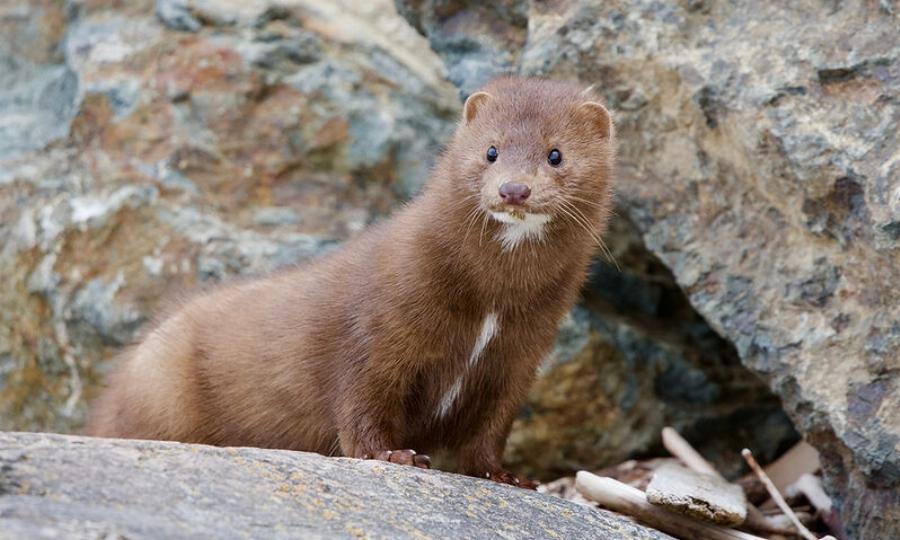 Κορονοϊός Κοζάνη: Θετικά όλα τα βιζόν στην Κοζάνη – Πιθανό να θανατωθούν