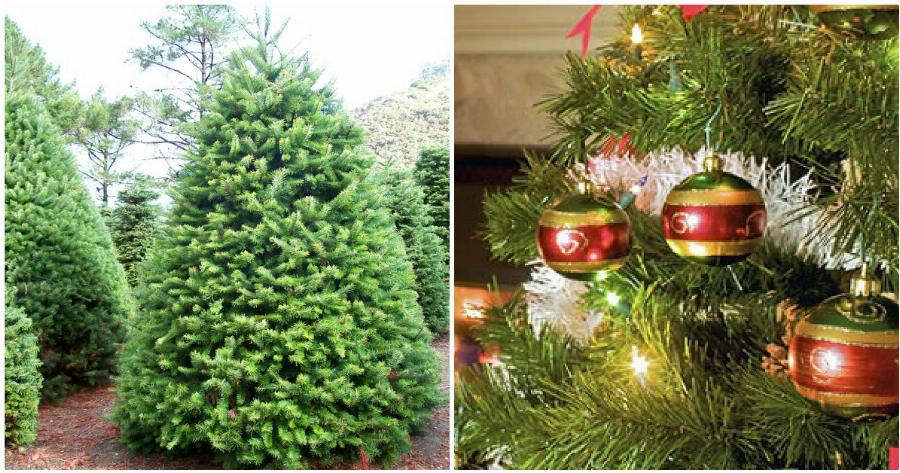 Χριστούγεννα Αθήνα: Κατέφθασαν στην πόλη τα πρώτα έλατα – Γίνονται παραδόσεις κατ’ οίκον