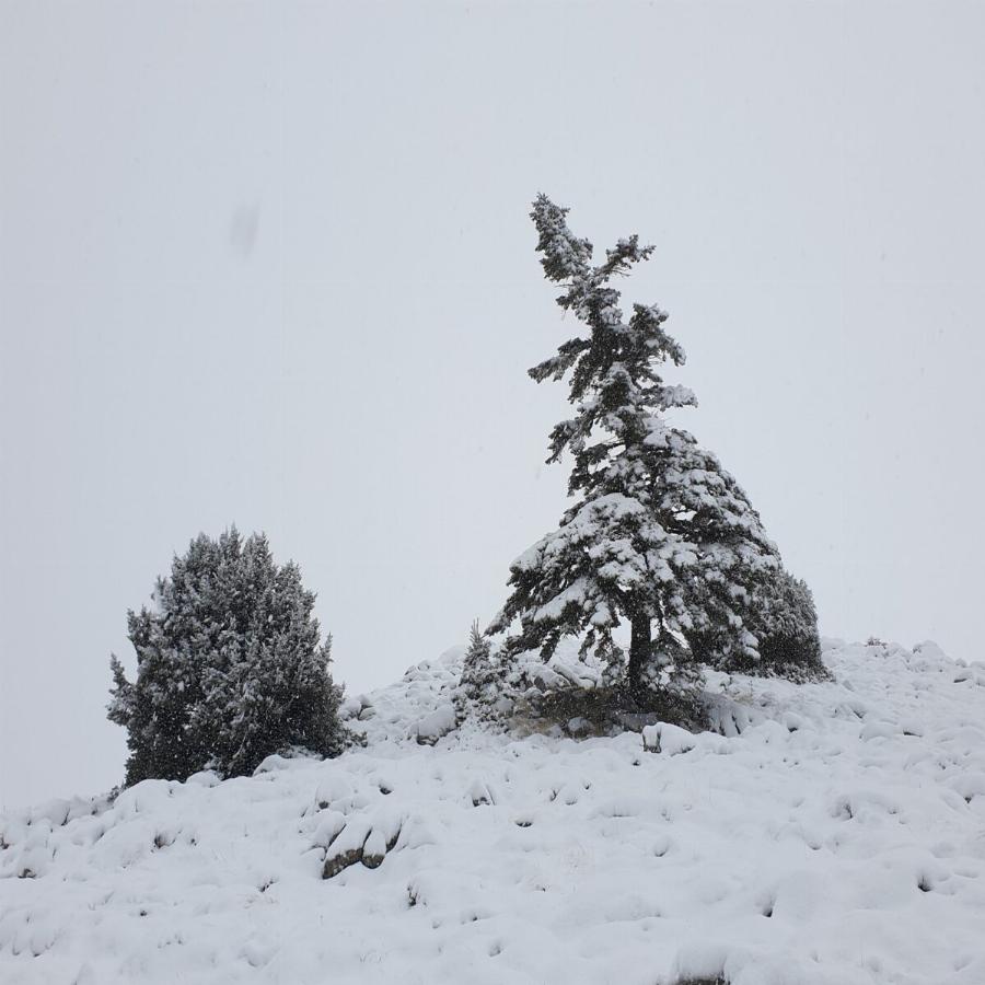 Παρνασσός χιόνια: Χιόνισε στον Παρνασσό και το τοπίο είναι ονειρικό – Δείτε τις εντυπωσιακές εικόνες